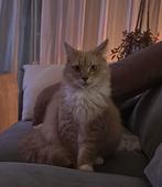 Main Coon. Lieve mooie rooie., Dieren en Toebehoren, Poes, Gechipt