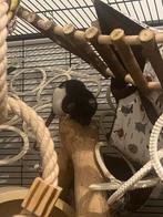 Ratjes, Dieren en Toebehoren, April, Meerdere dieren, Rat