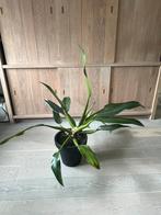 Philodendron Martianum, Huis en Inrichting, Kamerplanten, Ophalen, Overige soorten, Minder dan 100 cm