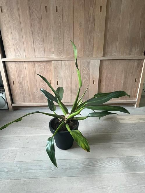 Philodendron Martianum, Huis en Inrichting, Kamerplanten, Overige soorten, Minder dan 100 cm, Ophalen