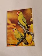4524 Oude Sticker met twee Agapornissen Dwergpapagaaien, Verzamelen, Ophalen of Verzenden
