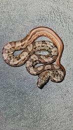 0.0.1 Boa imperator(BCI), Hypo motley(pos het kahl) 04-24, Dieren en Toebehoren, Reptielen en Amfibieën, Slang, 0 tot 2 jaar, Tam