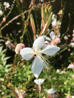 Tk 15 x gaura lindheimeri, prachtkaars, biologisch gekweekt, Ophalen, Overige soorten, Volle zon