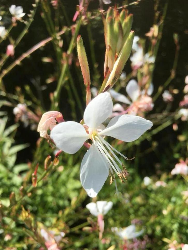 Tk 15 x gaura lindheimeri, prachtkaars, biologisch gekweekt, Tuin en Terras, Planten | Tuinplanten, Overige soorten, Volle zon