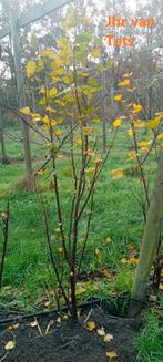 Rode bes 3 jarige / 5 jarige struiken: Tets, Laxton, Rovada, Tuin en Terras, Planten | Fruitbomen, Ophalen, 100 tot 250 cm, Overige soorten