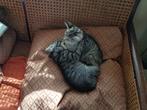 Twee super lieve kittens, Dieren en Toebehoren, Poes, Ontwormd
