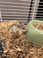 Lieve jonge chinese dwerghamsters man, Dieren en Toebehoren, Knaagdieren, Hamster, Mannelijk, Tam, Oktober