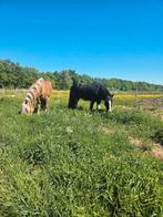 Paddock Paradise in Soest (meerdere plekken beschikbaar), Dieren en Toebehoren, Stalling en Weidegang, Weidegang, 4 paarden of pony's of meer