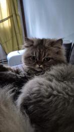 2 Perzische katten zusjes, Dieren en Toebehoren, Poes, Ontwormd, 0 tot 2 jaar