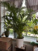 Palm in retro emmer - 150cm hoog, Huis en Inrichting, Ophalen, 100 tot 150 cm, Palm, Halfschaduw