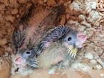 Valkparkieten tam,jong,gezond, Dieren en Toebehoren, Vogels | Parkieten en Papegaaien, Meerdere dieren, Parkiet, Tam