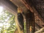 Koppel Valkparkieten Valkparkiet, Dieren en Toebehoren, Vogels | Overige Vogels, Meerdere dieren