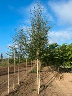 Ruwe berk betula pendula boom 3-jarig, Ophalen, Volle zon, Overige soorten, 250 tot 400 cm