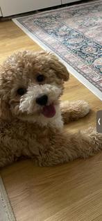 Lieve Maltipoo (10 maanden) zoekt een warm nieuw thuis, 15 weken tot 1 jaar, Parvo, Eén hond, Nederland