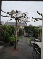 dakplatanen, Gratis af te halen, zelf uitgraven, Tuin en Terras, Planten | Bomen, Bloeit niet, 100 tot 250 cm, Dakboom, Ophalen