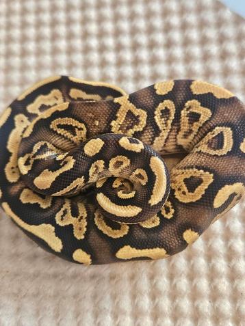 Koningspython, ballpython, python regius  beschikbaar voor biedingen
