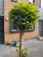 Boom Catalpa bol vormboom, Tuin en Terras, Bloeit niet, Halfschaduw, 100 tot 250 cm, Overige soorten