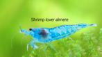 Neocaridina Blue jelly garnalen, Kreeft, Krab of Garnaal, Zoetwatervis