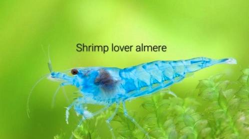 Neocaridina Blue jelly garnalen, Dieren en Toebehoren, Vissen | Aquariumvissen, Zoetwatervis, Kreeft, Krab of Garnaal