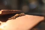 Diverse hagedis soorten, Dieren en Toebehoren, Hagedis, Tam, 0 tot 2 jaar