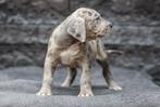 Amerikaanse bully XXL / American bully XXL puppy’s, Dieren en Toebehoren, Rabiës (hondsdolheid), Overige rassen, 8 tot 15 weken