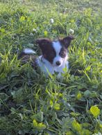 Mini Shepherd   1 Reutjes, Overige rassen, 8 tot 15 weken, Meerdere dieren, Eén hond