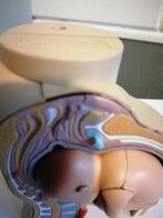 ANATOMISCH MODEL BABY VAN 9 MAANDEN IN BAARMOEDER 10X9 CM, Antiek en Kunst, Ophalen of Verzenden