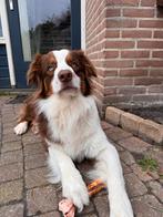 DEKREU: Red Tri Australian Shepherd reu – Noah, Dieren en Toebehoren, Honden | Dekreuen, Reu, 1 tot 2 jaar, Parvo, Eén hond