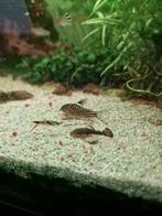Ancistrus algeneter wildkleur, Vis