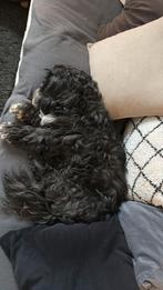 Hondenoppas voor vakanties kleinschalig., Particuliere oppas