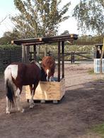 Te huur stalling en weidegang elst gld, Dieren en Toebehoren, Weidegang