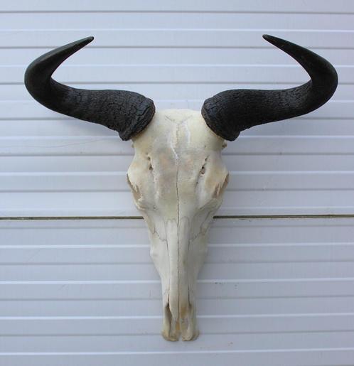Schedel WITSTAART GNU / WILDEBEEST (# A), Verzamelen, Dierenverzamelingen, Gebruikt, Schedel, Wild dier, Ophalen of Verzenden