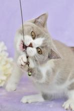 Lilac Bicolor British Shorthair Boy – Playful & Affectionate, Dieren en Toebehoren, Katten en Kittens | Raskatten | Korthaar, Meerdere dieren