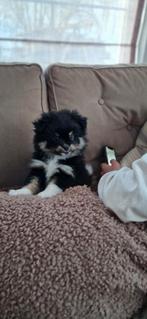 Stoer pomchi reutje, HCC (leverziekte), 8 tot 15 weken, Eén hond, Nederland