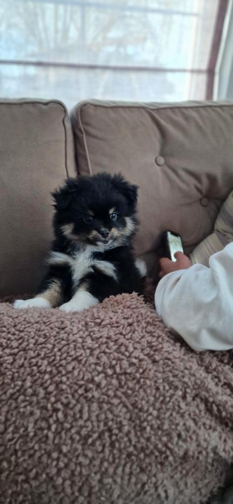 Stoer pomchi reutje, Dieren en Toebehoren, Honden | Chihuahua's en Gezelschapshonden, Reu, Overige rassen, Fokker | Hobbymatig