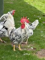 Bonte Leghorn Kippen, Dieren en Toebehoren, Pluimvee, Meerdere dieren, Kip