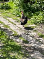 Jonge hanen, Dieren en Toebehoren, Kip, Mannelijk