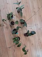 hoya pakket in één koop, Huis en Inrichting, Kamerplanten, Ophalen of Verzenden, Overige soorten, Minder dan 100 cm