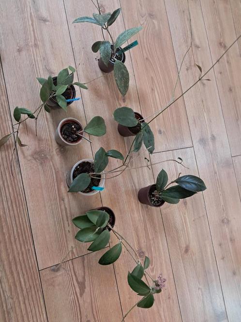 hoya pakket in één koop, Huis en Inrichting, Kamerplanten, Overige soorten, Minder dan 100 cm, Ophalen of Verzenden