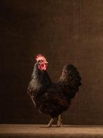 Gezocht: diverse kippenrassen / overname groepen kippen, Dieren en Toebehoren, Pluimvee, Vrouwelijk, Kip