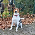 Ter dekking: Prachtige driekleurige en ervaren Boerenfox reu, Dieren en Toebehoren, Rabiës (hondsdolheid), Reu, Eén hond, 3 tot 5 jaar