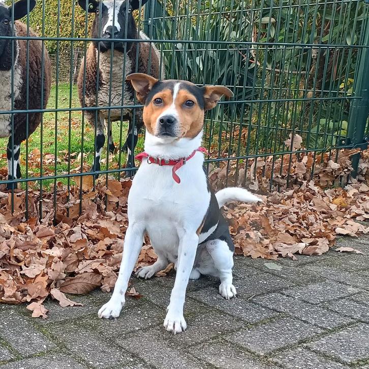 Ter dekking: Prachtige driekleurige en ervaren Boerenfox reu, Dieren en Toebehoren, Honden | Dekreuen, Reu, Particulier, Eén hond