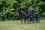 Drachtige fokmerrie uit goede stam, stermerrie, Dieren en Toebehoren, Paarden, Merrie, Gechipt, L, 7 tot 10 jaar