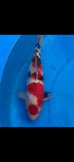 Sanke ogata, Karper of Koi