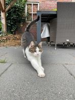 Gezocht nieuw huisje voor deze lieve kat, Dieren en Toebehoren