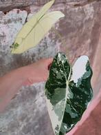 Alocasia frydek variegata, Ophalen, Overige soorten, Minder dan 100 cm