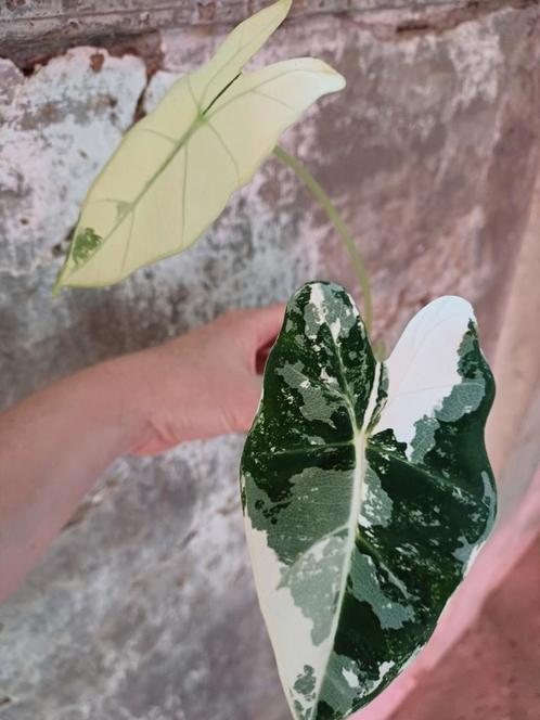 Alocasia frydek variegata, Huis en Inrichting, Kamerplanten, Overige soorten, Minder dan 100 cm, Ophalen
