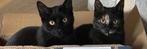 2 katten, Dieren en Toebehoren, Ophalen of Verzenden