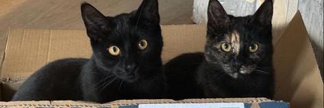 2 katten, Dieren en Toebehoren, Katten-accessoires, Ophalen of Verzenden