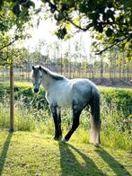 Welsh pony te koop, Dieren en Toebehoren, Pony's, Ruin, Niet van toepassing, Springpony, 3 tot 6 jaar